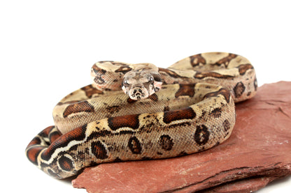 Double Het Leopard Het Kahl Colombian Boa