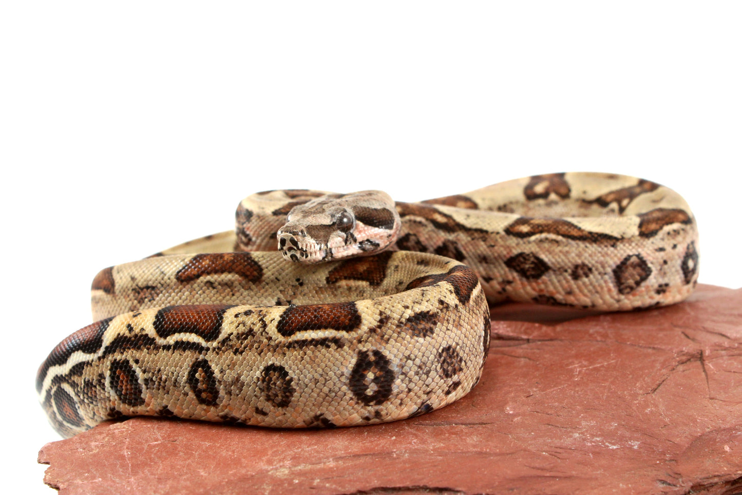Double Het Leopard Het Kahl Colombian Boa