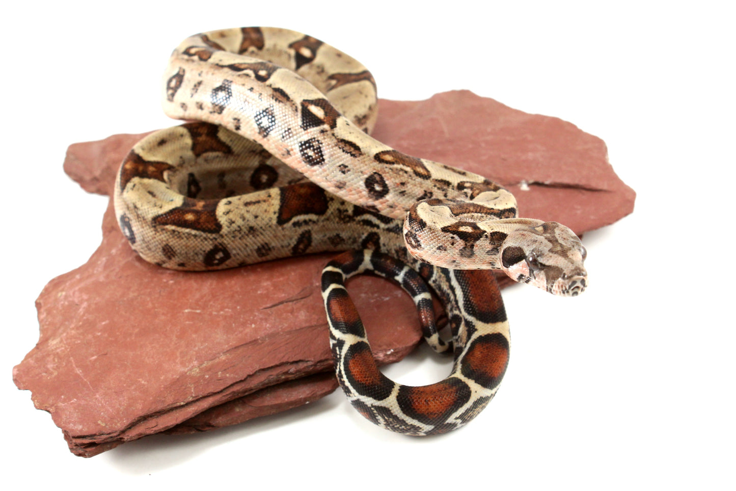 Double Het Leopard Het Kahl Colombian Boa
