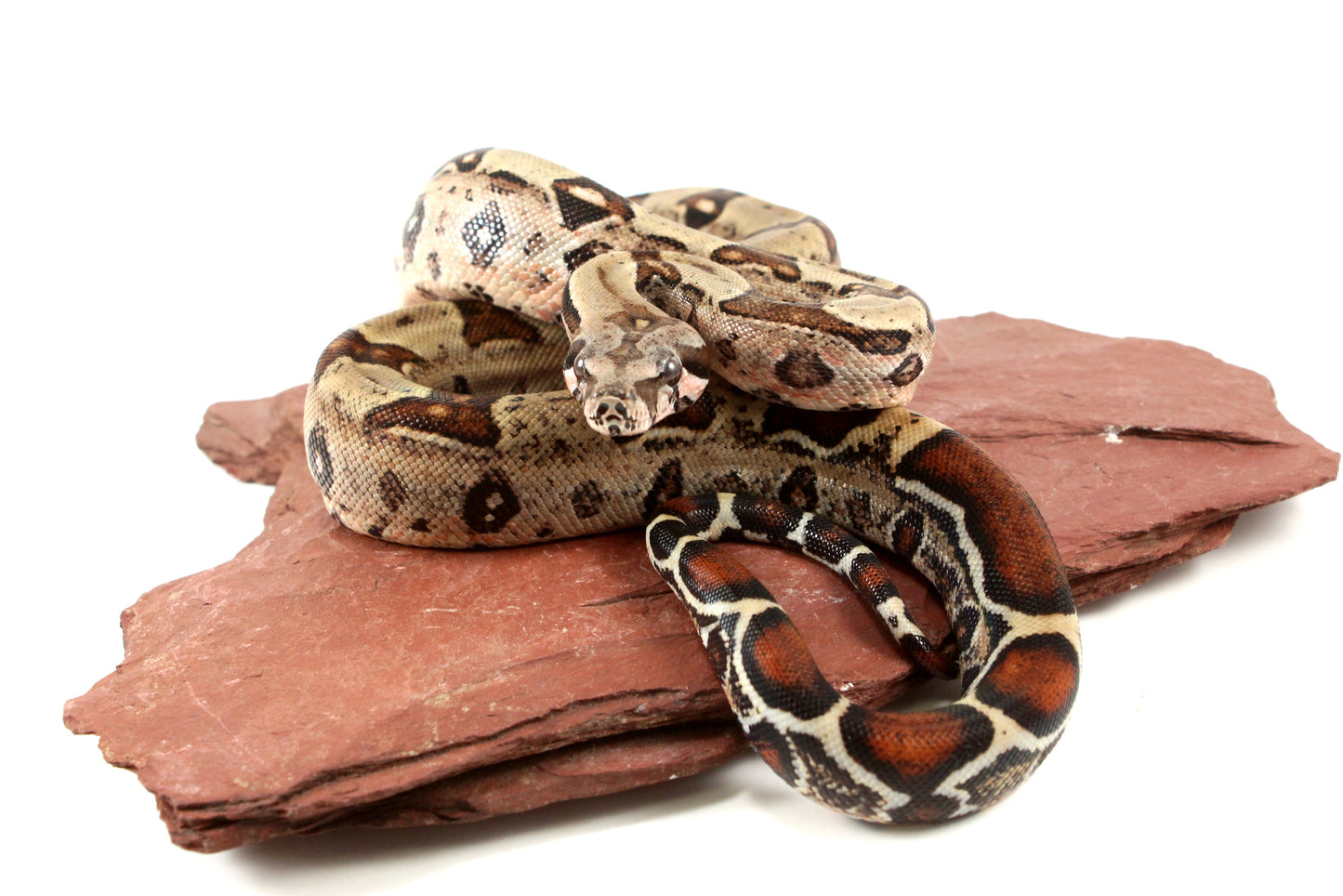 Double Het Leopard Het Kahl Colombian Boa