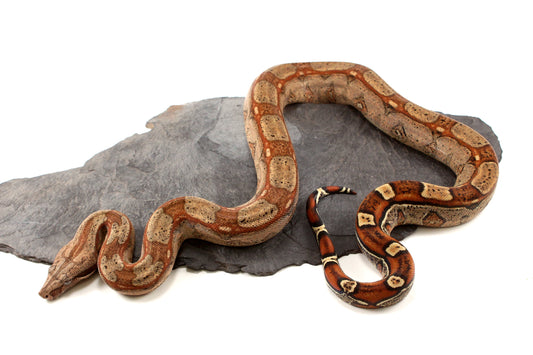 Roswell Ladder Tail Colombian Boa