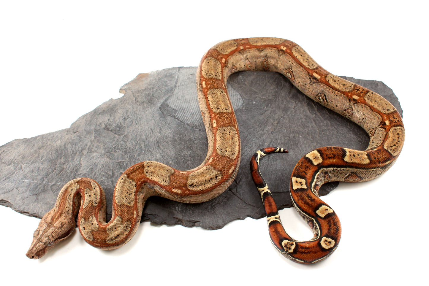 Roswell Ladder Tail Colombian Boa