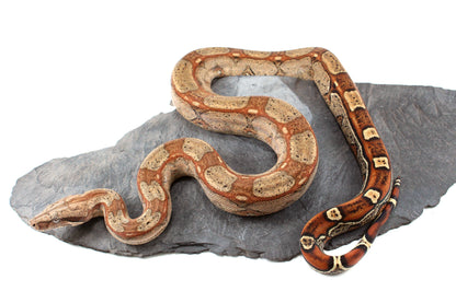 Roswell Ladder Tail Colombian Boa