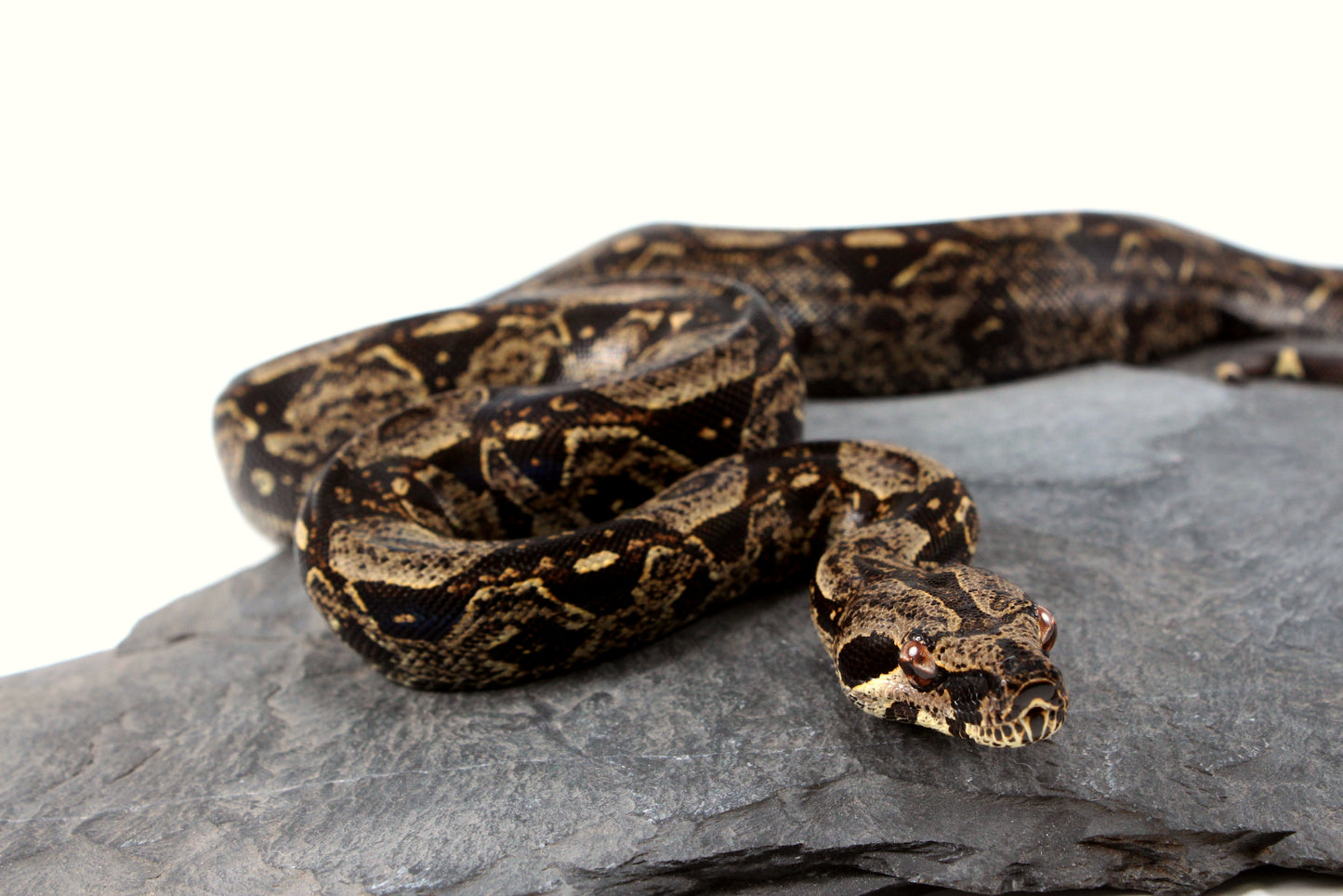 IMG Jungle Colombian Boa