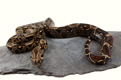 IMG Jungle Colombian Boa