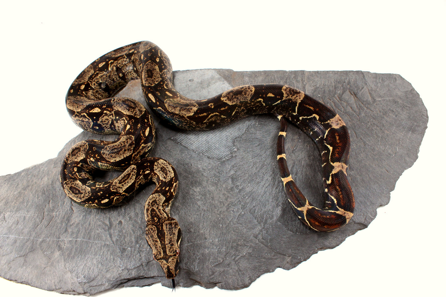 IMG Jungle Colombian Boa