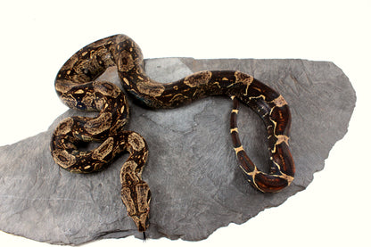 IMG Jungle Colombian Boa