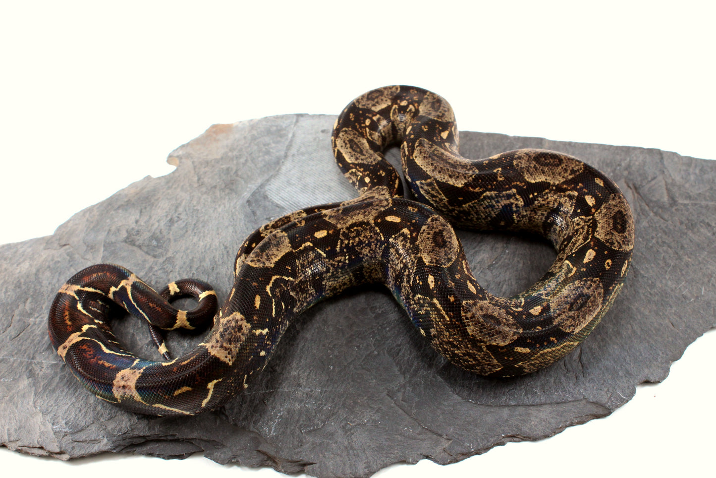 IMG Jungle Colombian Boa