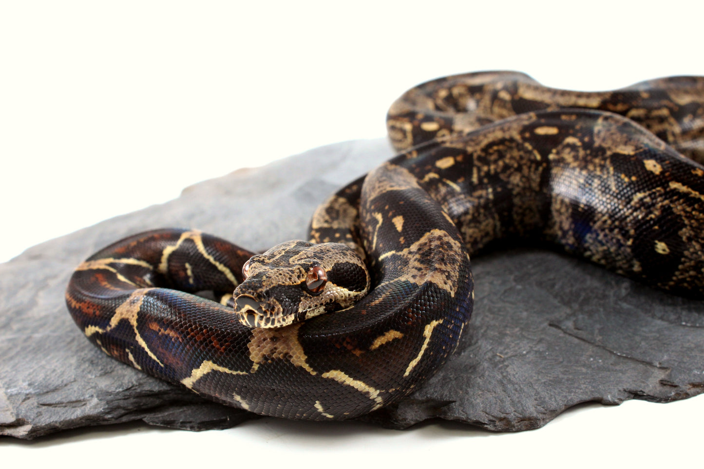 IMG Jungle Colombian Boa
