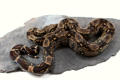 IMG Jungle Colombian Boa