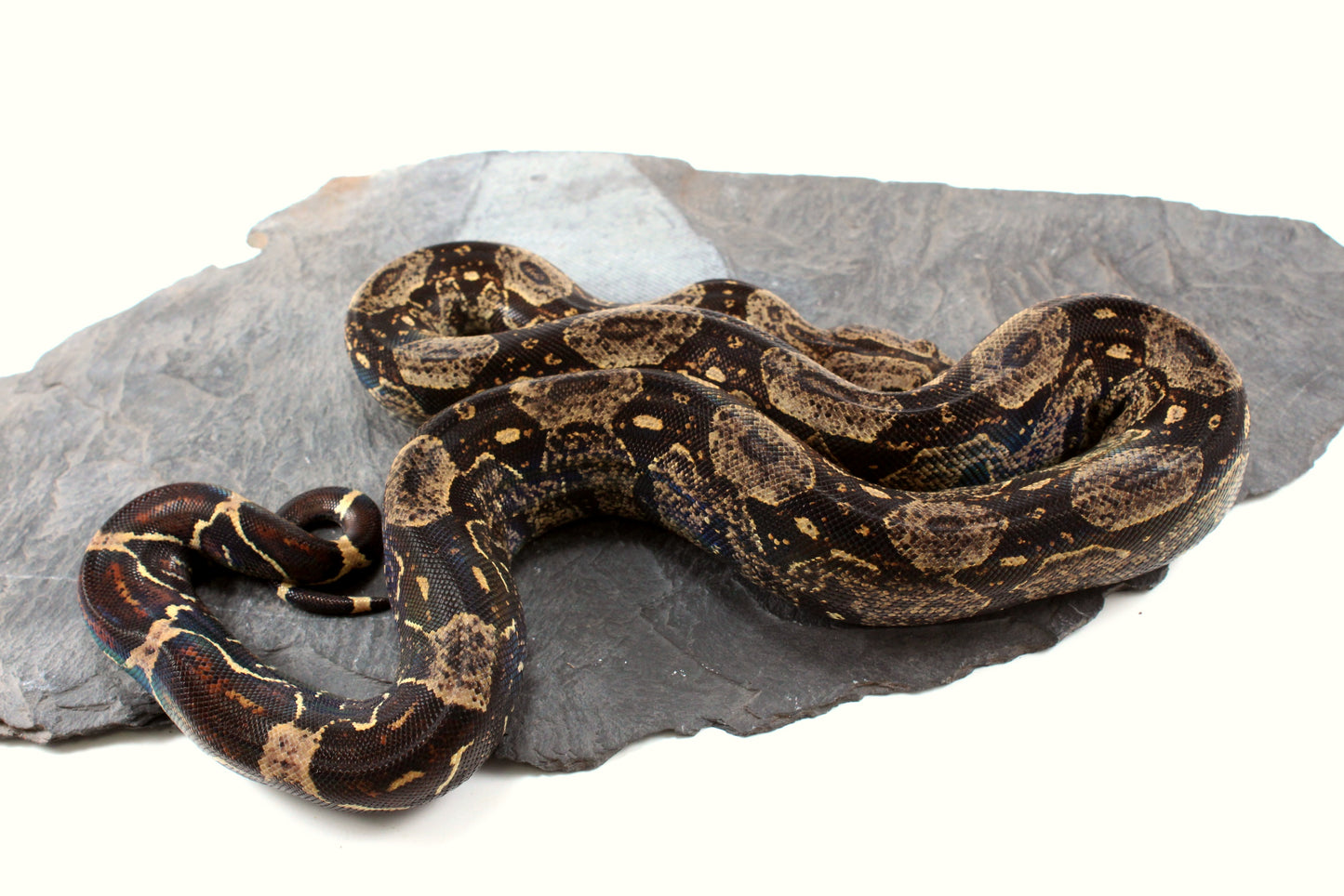 IMG Jungle Colombian Boa