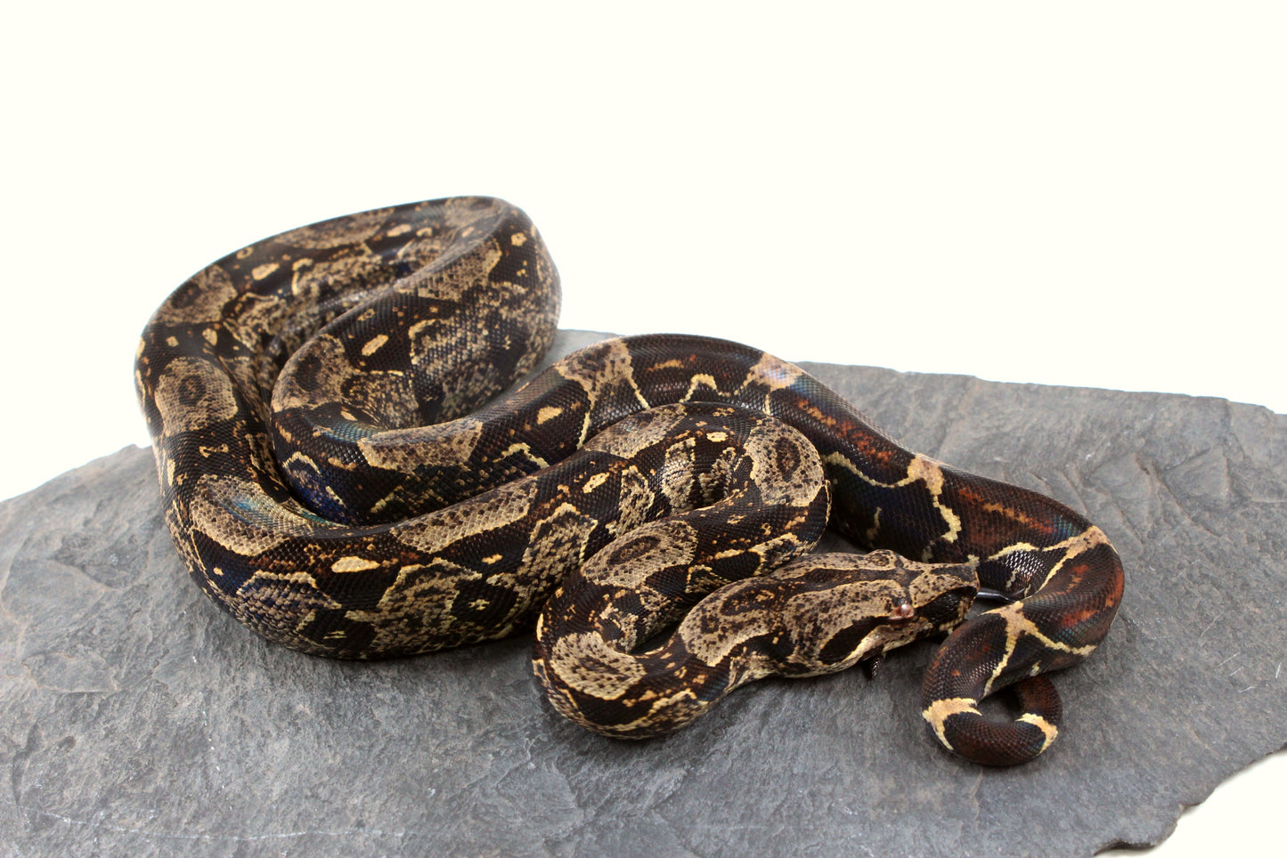 IMG Jungle Colombian Boa