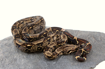 IMG Jungle Colombian Boa