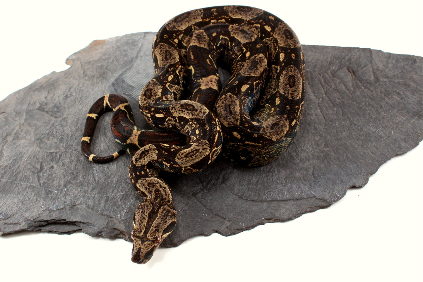 IMG Jungle Colombian Boa