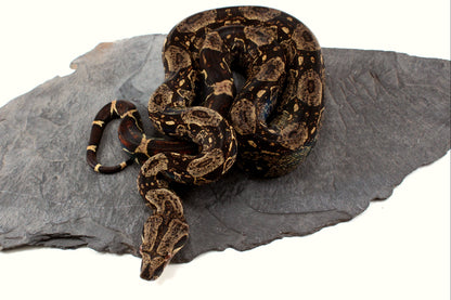 IMG Jungle Colombian Boa