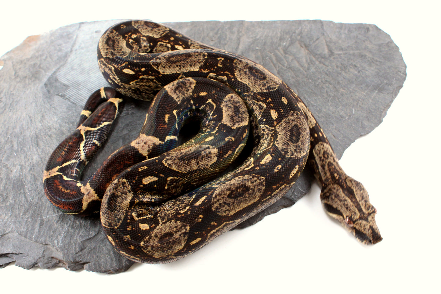 IMG Jungle Colombian Boa