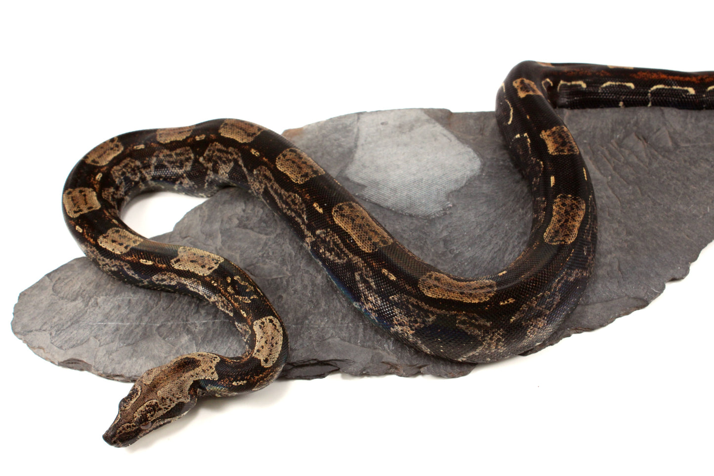 IMG Roswell Ladder Tail Colombian Boa
