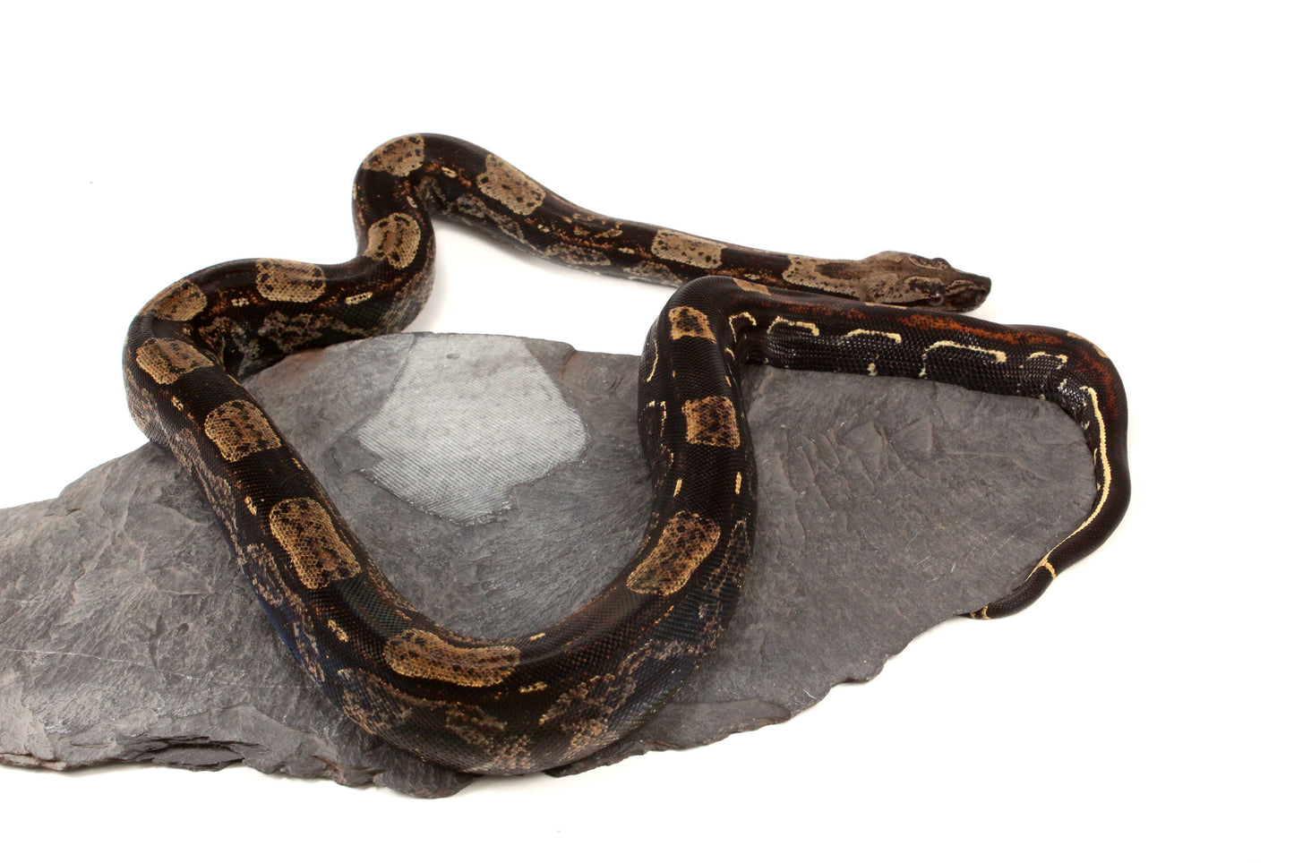 IMG Roswell Ladder Tail Colombian Boa