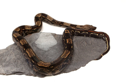 IMG Roswell Ladder Tail Colombian Boa