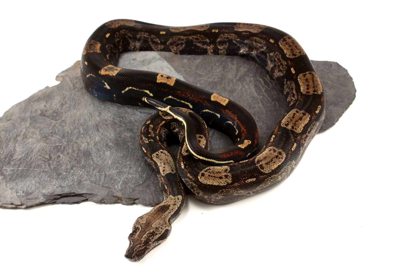 IMG Roswell Ladder Tail Colombian Boa