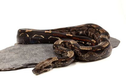 IMG Roswell Ladder Tail Colombian Boa