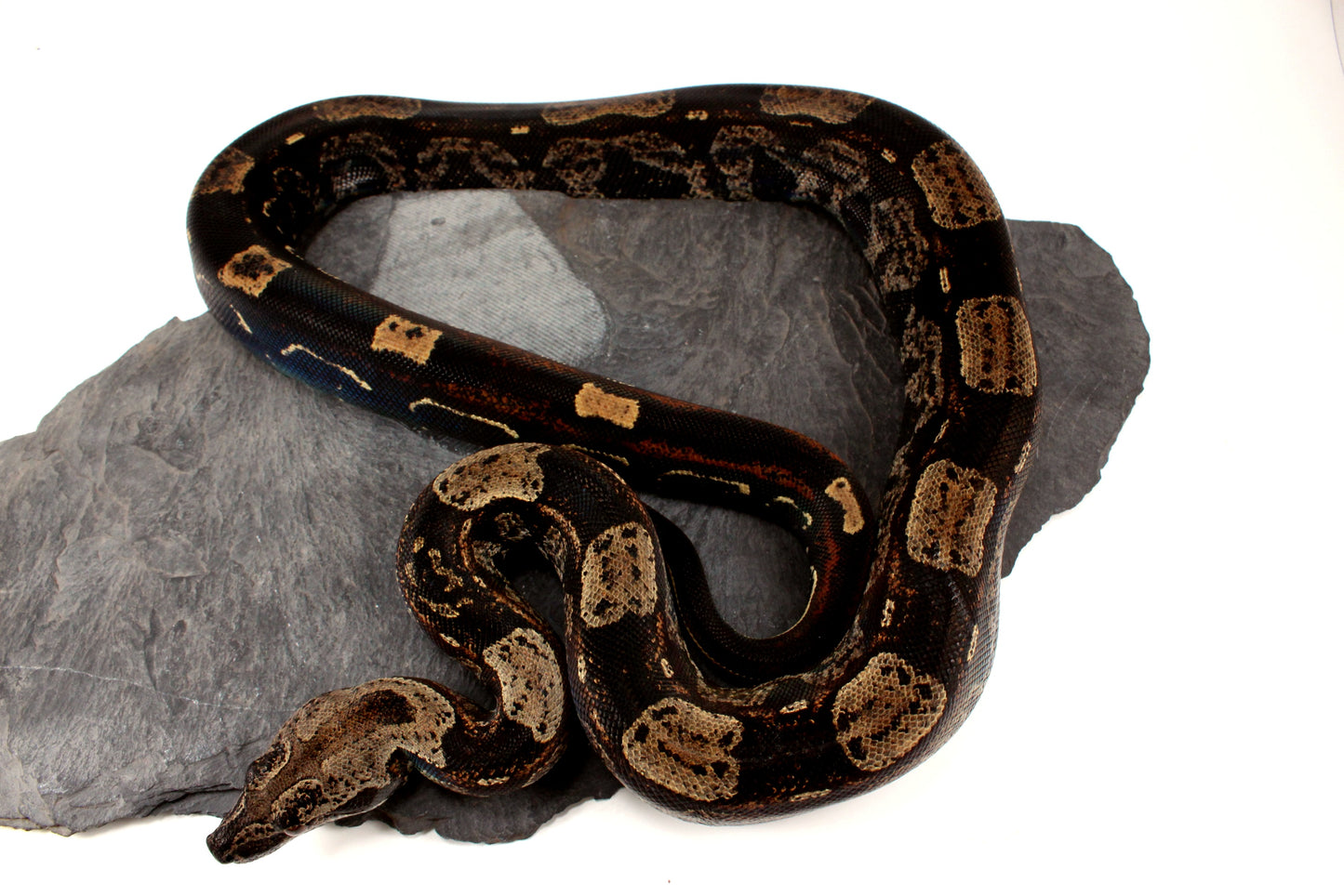 IMG Roswell Ladder Tail Colombian Boa
