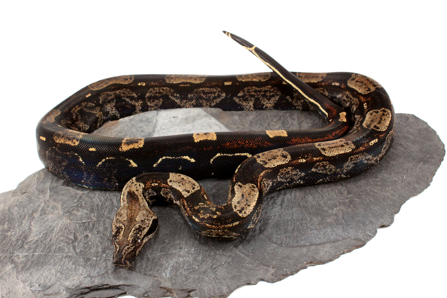 IMG Roswell Ladder Tail Colombian Boa