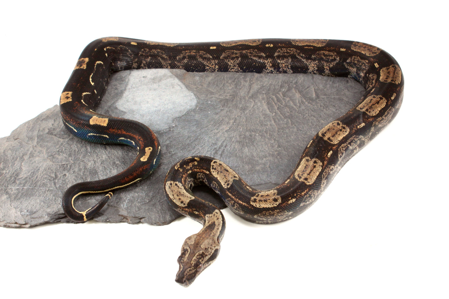 IMG Roswell Ladder Tail Colombian Boa