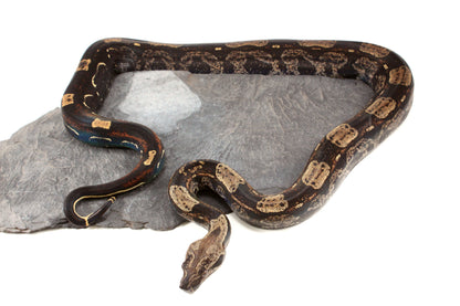 IMG Roswell Ladder Tail Colombian Boa