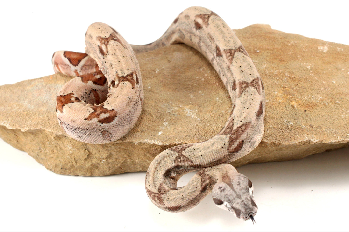 Hypo Jungle het Blood Colombian Boa