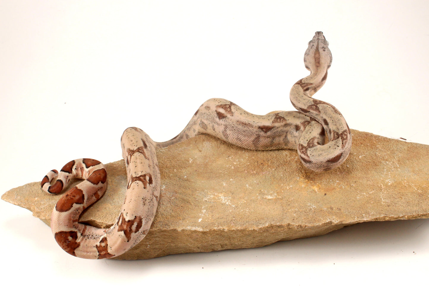 Hypo Jungle het Blood Colombian Boa