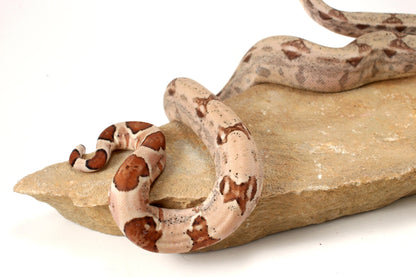 Hypo Jungle het Blood Colombian Boa