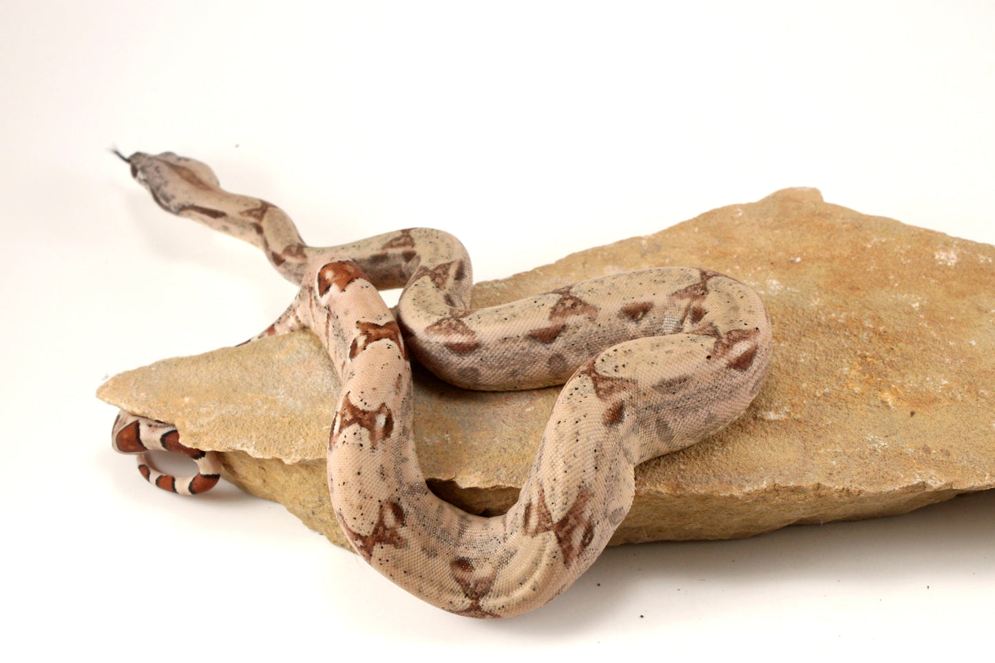 Hypo Jungle het Blood Colombian Boa