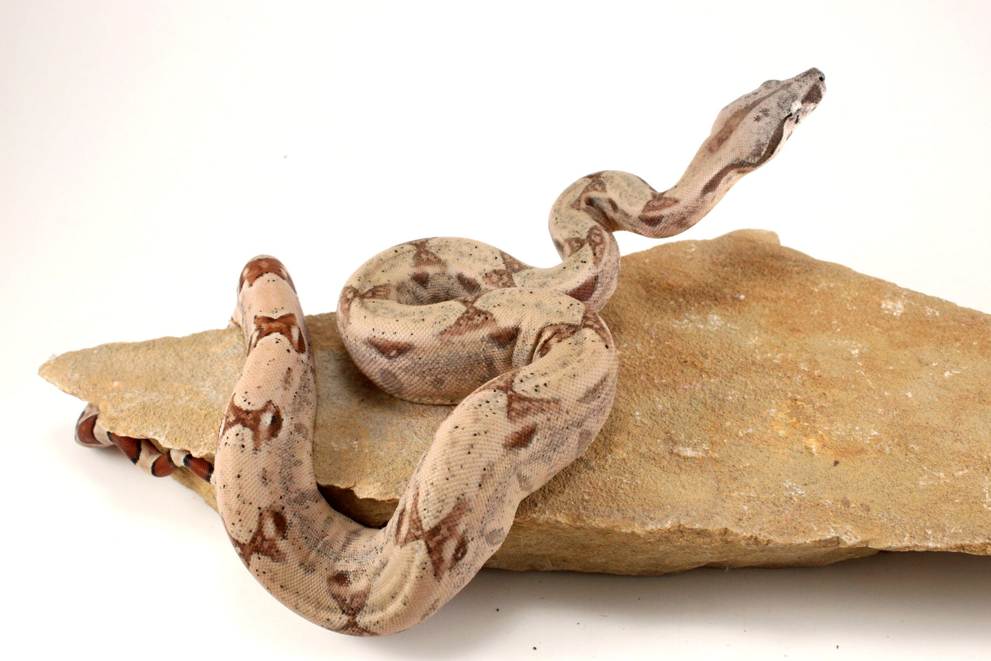 Hypo Jungle het Blood Colombian Boa