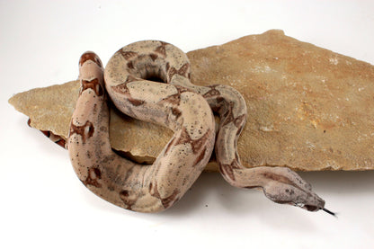 Hypo Jungle het Blood Colombian Boa