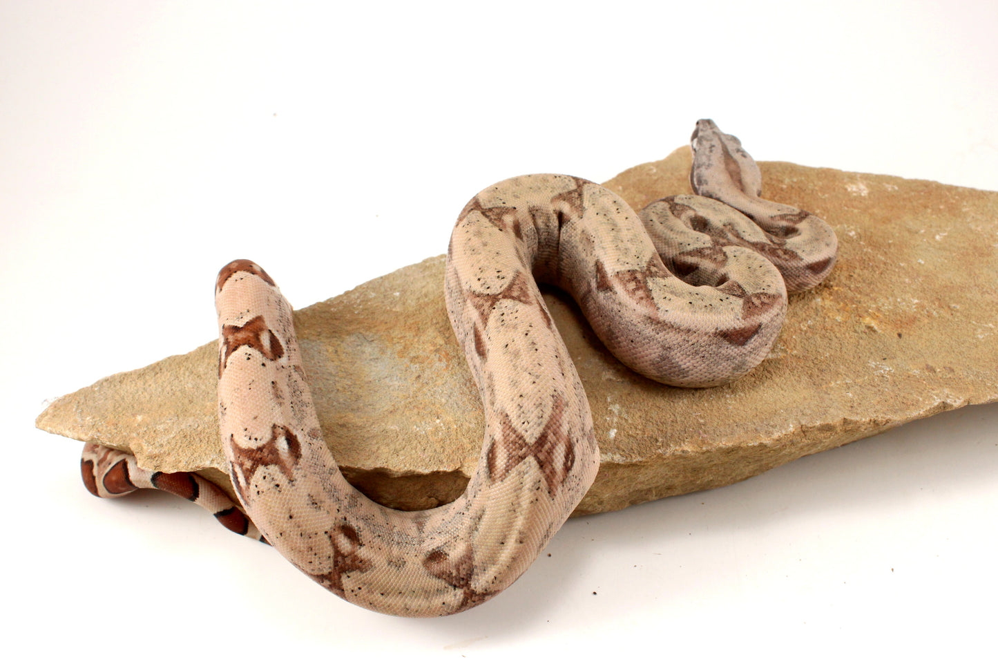 Hypo Jungle het Blood Colombian Boa