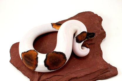 Black Headed Pied Ball Python