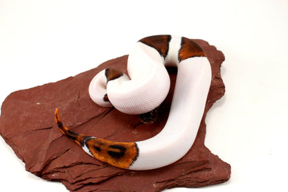 Black Headed Pied Ball Python