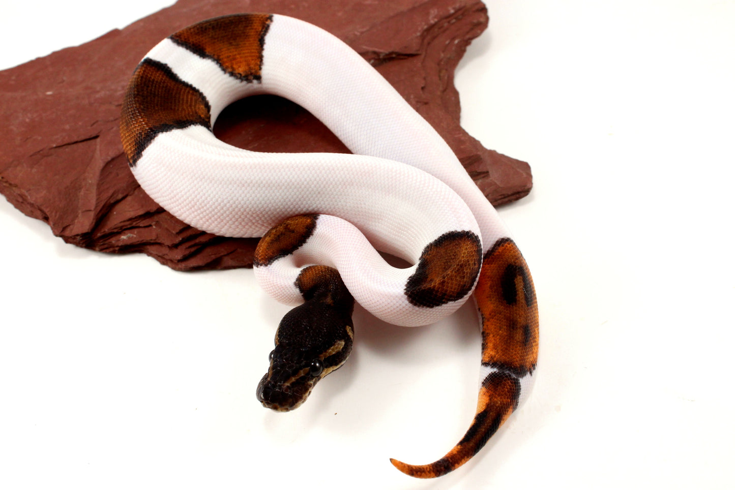 Black Headed Pied Ball Python