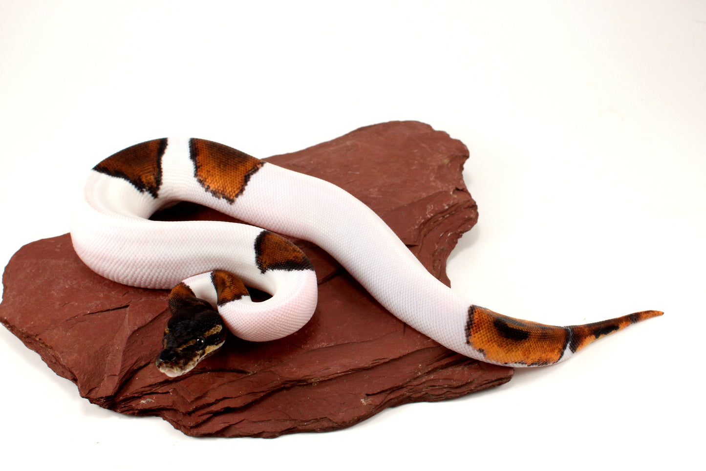 Black Headed Pied Ball Python