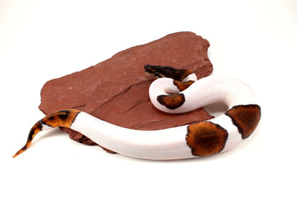 Black Headed Pied Ball Python