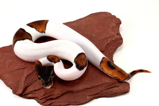 Black Headed Pied Ball Python