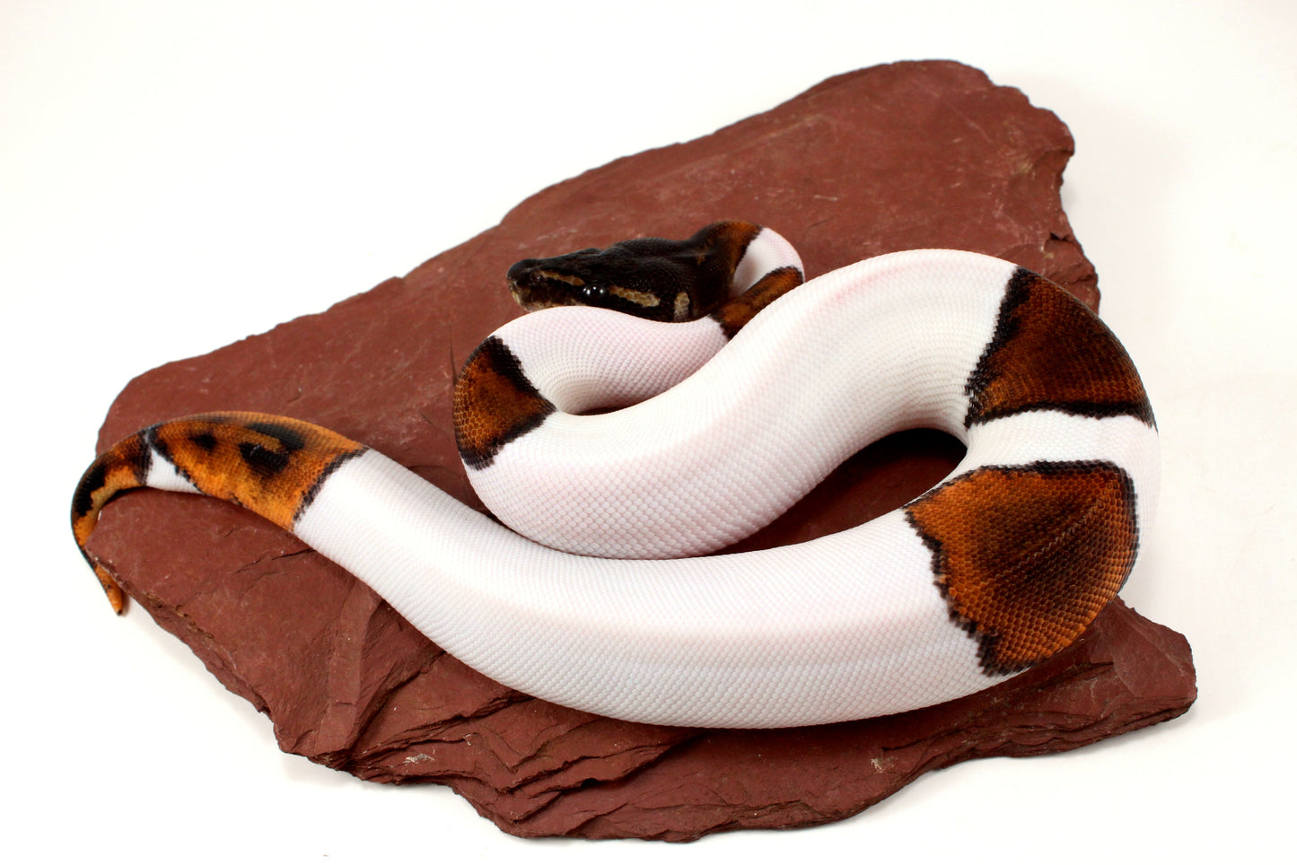 Black Headed Pied Ball Python