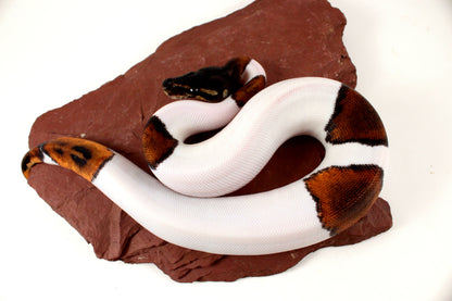 Black Headed Pied Ball Python