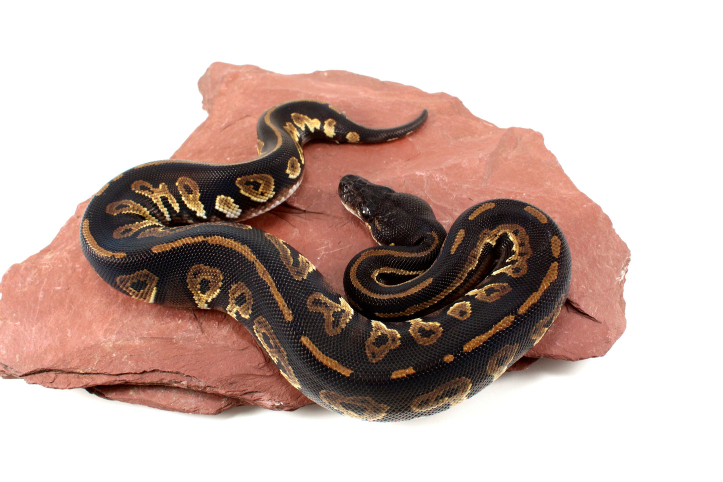 Super Black Headed DH Ball Python