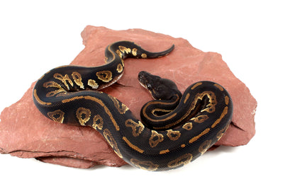 Super Black Headed DH Ball Python
