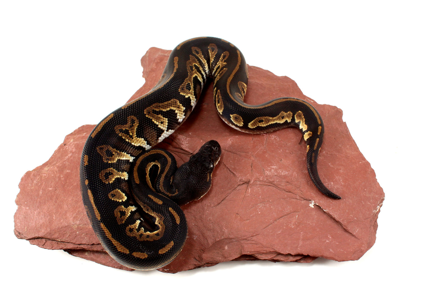Super Black Headed DH Ball Python