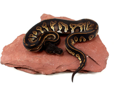 Super Black Headed DH Ball Python