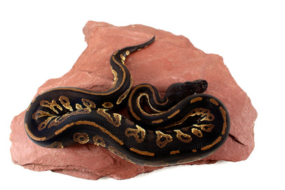 Super Black Headed DH Ball Python