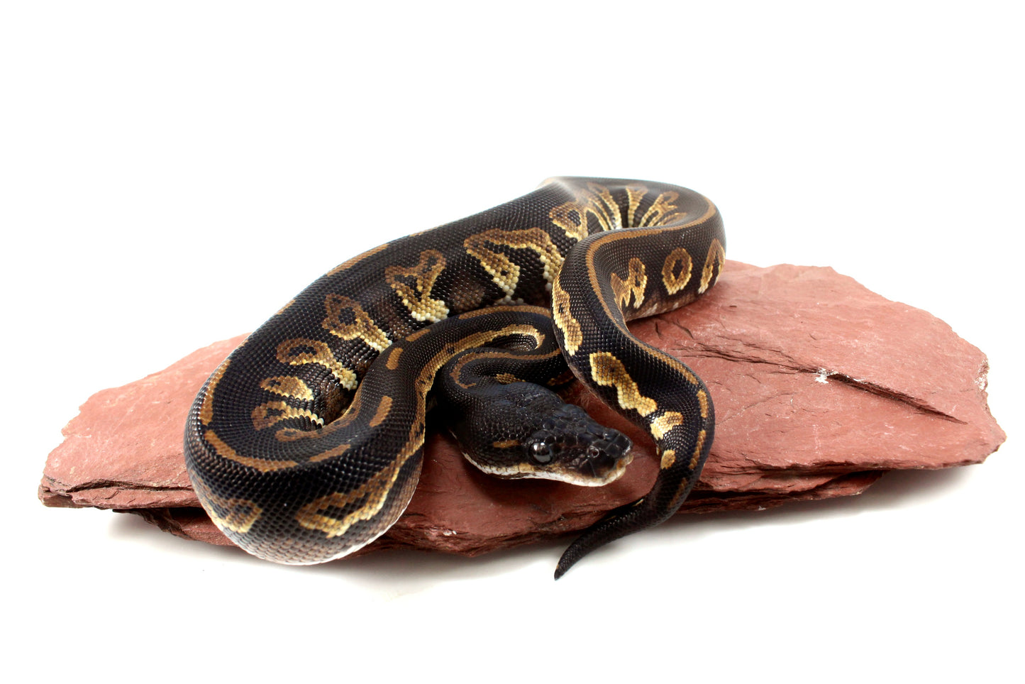 Super Black Headed DH Ball Python